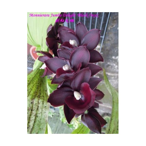 Monnierara Jumbo Delight 'Black Onyx'