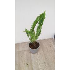 Nephrolepis exaltata cv Wagneri pot 1500p