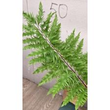 Drynaria rigidula 'Whitei'