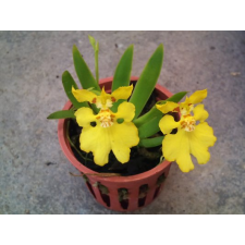 Онцидиум пусиллум / Onc.pusillum