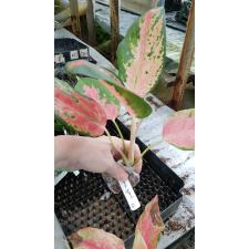 Aglaonema Pa Ram Ruay 46