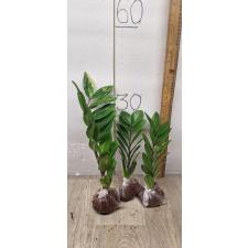 Zamioculcas zamiifolia variegated (short leaf)