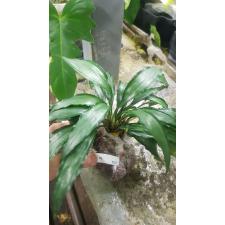 Aspidistra sp.(T20) Dwarf (Silver Stripe) 100