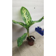 Dieffenbachia Sethee Roenthong 242 уценка 1100р
