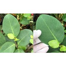 Фикус сп.(Т46) "Серебряное Блюдце" / Ficus sp.(T46) 'Silver Plate' 227