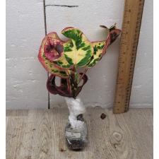 Codiaeum A61 Chom poo phun thip