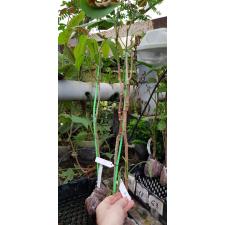 Clitoria fairchildiana (Brazil) 94