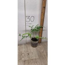 Pteris ensiformis victoriae 1100p