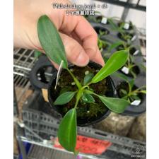 Philodendron joepii x sib 2.0" A10 ps.Februar22