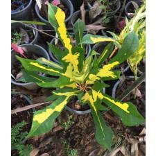 Codiaeum Tri Thong. уценка 1500р
