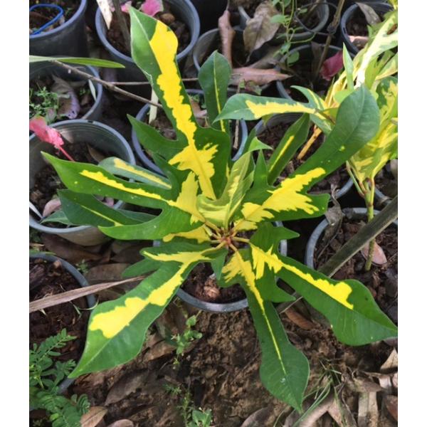 Кодиеум Три Тонг / Codiaeum Tri Thong