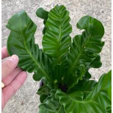 Asplenium Cobra 66