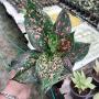 Aglaonema BA-1 Rub gold