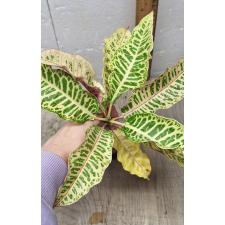 Codiaeum C-4 Tao way tus