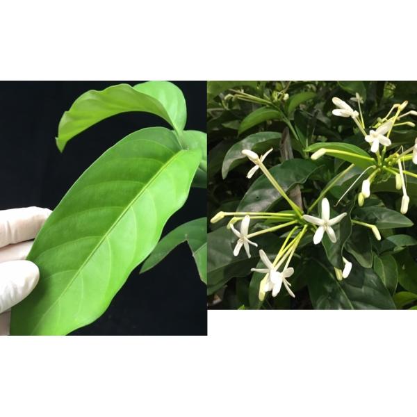 Randia sp.(T02) Posoqueria latifolia