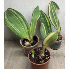 sansevieria masoniana variegata 2 L по 1100р