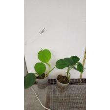 Philodendron sp.(T05) Heart leaf (microstictum)