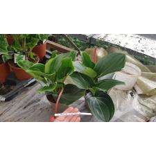 Medinilla 'candy' 14 cm pot 