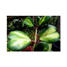 Hoya kerrii (Permanent Yellow, etiolated tissue not trun back to green color)(L.25) EPC-100