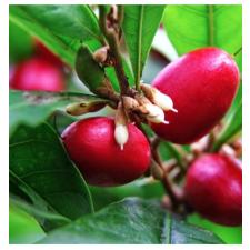 Synsepalum dulcificum 207 сентябрь 1500р