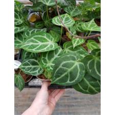 Anthurium Crystallinum (cultivar)  8 cm pot