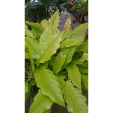 Philodendron 'Golden Crocodile