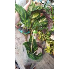 Calathea sp electric shock 14 cm pot