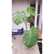 Monstera deliciosa variegata holland уценка 1100р