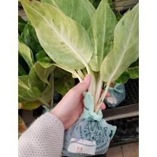 Aglaonema P-5 Silver Rose