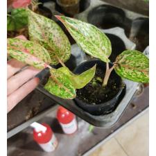 Aglaonema sp ss черный горшок 450р