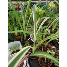 hymenocallis variegated
