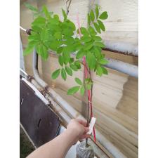 Derris scandens.364
