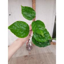 Clerodendrum splendens 'Pure Red' 63