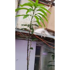 Mangifera indica 'Nga Chang Daeng'. 465