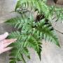 Davallia denticulata (thick leaf