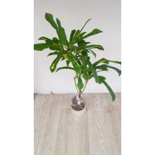Codiaeum Tri Thong. уценка 1500р