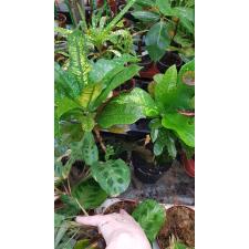 Codiaeum sp wilma 12 cm pot уценка