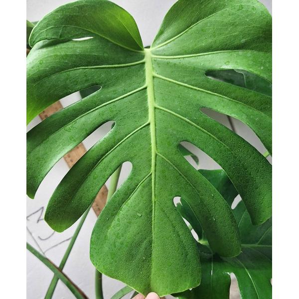 Монстера деликоса. / monstera deliciosa (M)