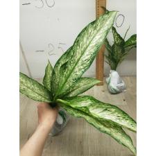 Dieffenbachia Udomsab A-130