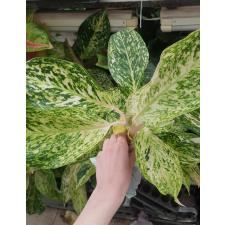 Aglaonema T8 Whalthy Green