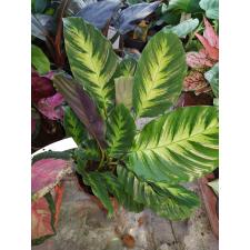 calathea misto в 14 см горшке