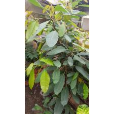 Ficus racemosa (s) стакан по 550р