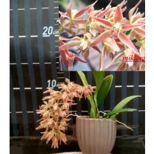 Макрадания многоцветковая *ароматная* / Macradenia multiflora *aroma*