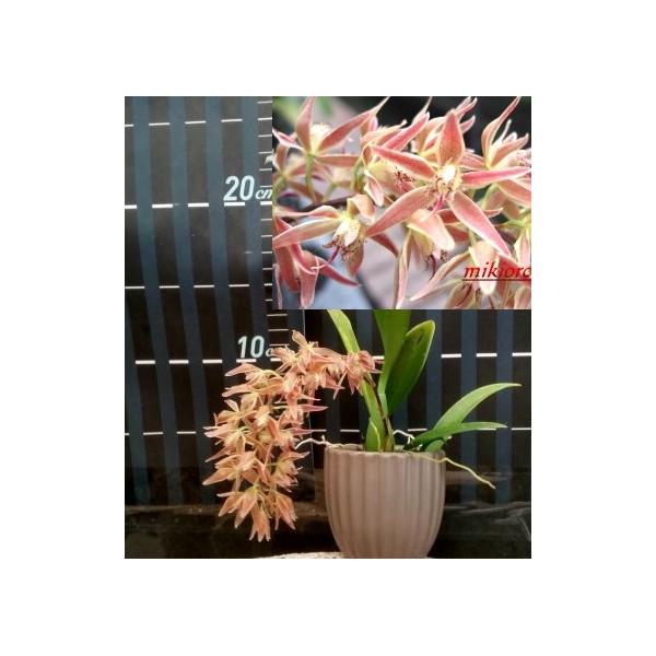 Макрадания многоцветковая *ароматная* / Macradenia multiflora *aroma*