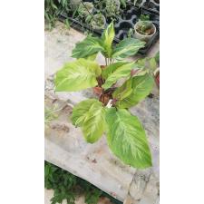 calathea electric shock pot 2200p