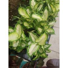 dieffenbachia cool beauty 12 cm pot