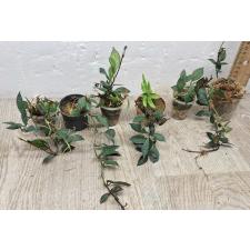 Хойя лакуноса "Красные листья" / Hoya lacunosa 'red leaves'