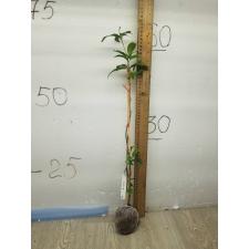 Osmanthus fragrans 197