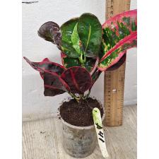 Кодиеум Чок у дом сап / Codiaeum A41 Choke u dom sap