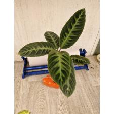 calathea warscewiczii стакан 950р